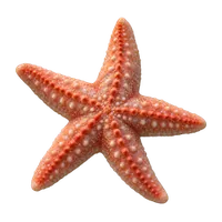 ヒトデ