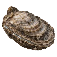 真珠貝
