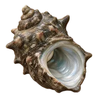 サザエ