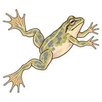 蛙