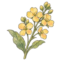 菜の花
