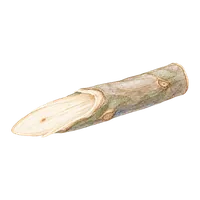 楮枝切片