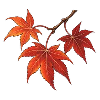 楓