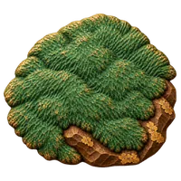 苔