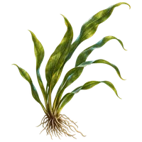 水草