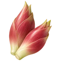 茗荷