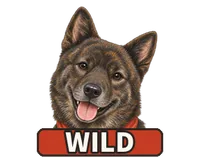 甲斐犬
