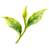 茶芽枝