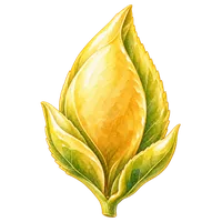 金茶芽