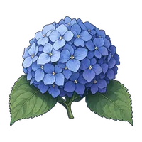 紫陽花・青
