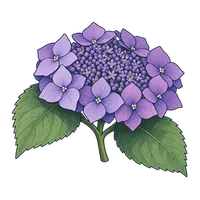 紫陽花・紫