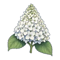 紫陽花・白