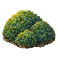 苔