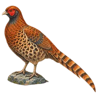 山鳥