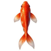 金魚